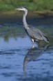 /album/les-oiseaux-de-grandlieu/heron-cendre-1-jpg/